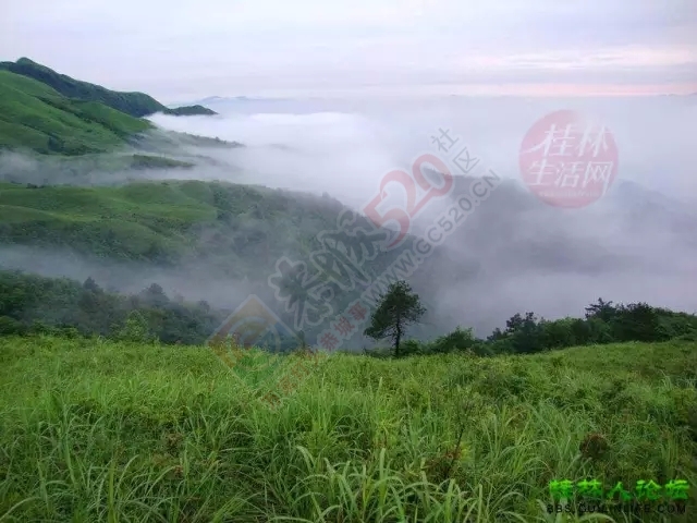 【行周末】想看大草原，想看黄山松，不必远行,恭城就有!90 / 作者:碧澄匀 / 帖子ID:119623