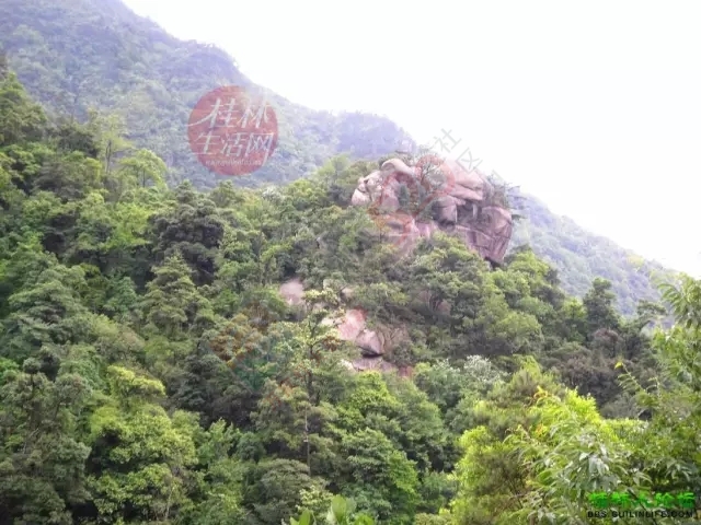【行周末】想看大草原，想看黄山松，不必远行,恭城就有!857 / 作者:碧澄匀 / 帖子ID:119623