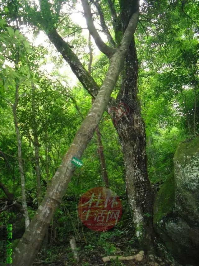 【行周末】想看大草原，想看黄山松，不必远行,恭城就有!371 / 作者:碧澄匀 / 帖子ID:119623