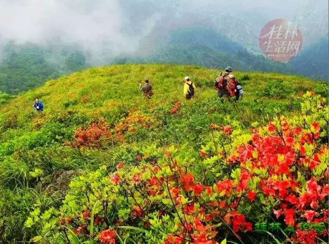 【行周末】想看大草原，想看黄山松，不必远行,恭城就有!696 / 作者:碧澄匀 / 帖子ID:119623