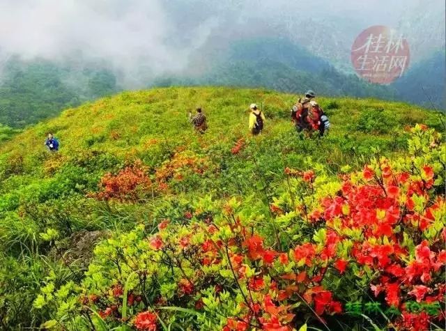 【行周末】想看大草原，想看黄山松，不必远行,恭城就有!268 / 作者:碧澄匀 / 帖子ID:119623