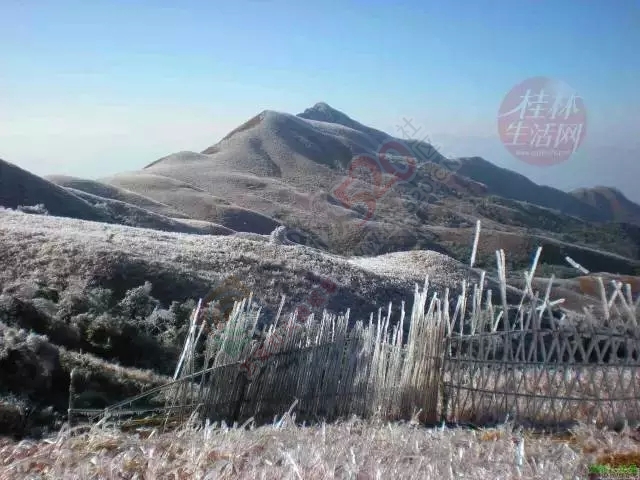 【行周末】想看大草原，想看黄山松，不必远行,恭城就有!245 / 作者:碧澄匀 / 帖子ID:119623