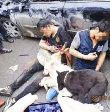 关于 偷狗的······344 / 作者:黄xiao寳 / 帖子ID:119651