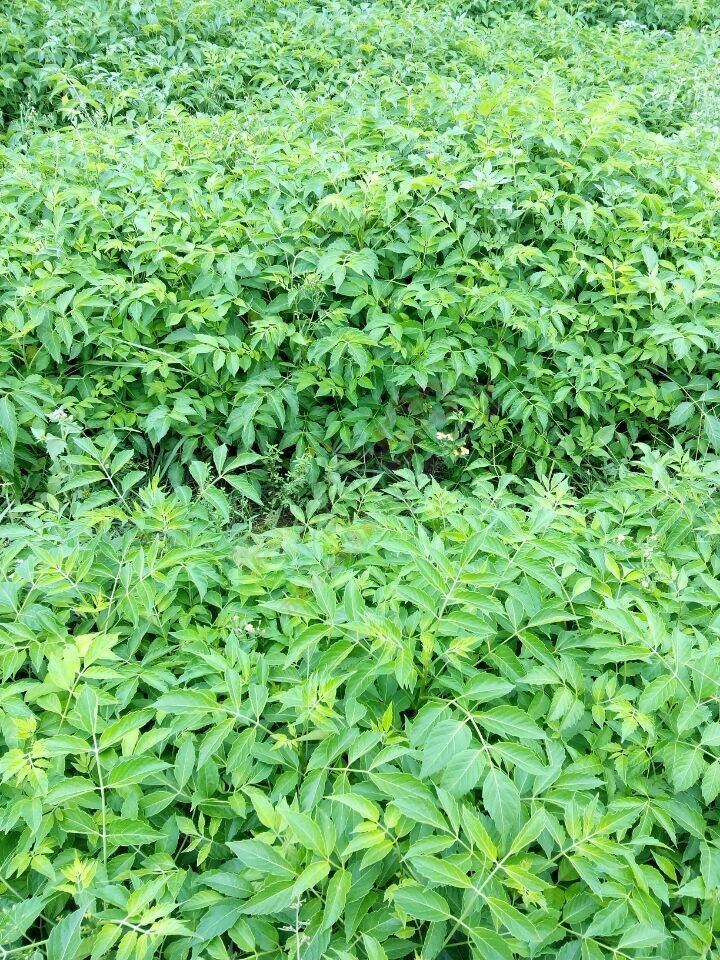 销售鸦胆子苗 杯苗一元一颗998 / 作者:销售鸦胆子苗 / 帖子ID:119905