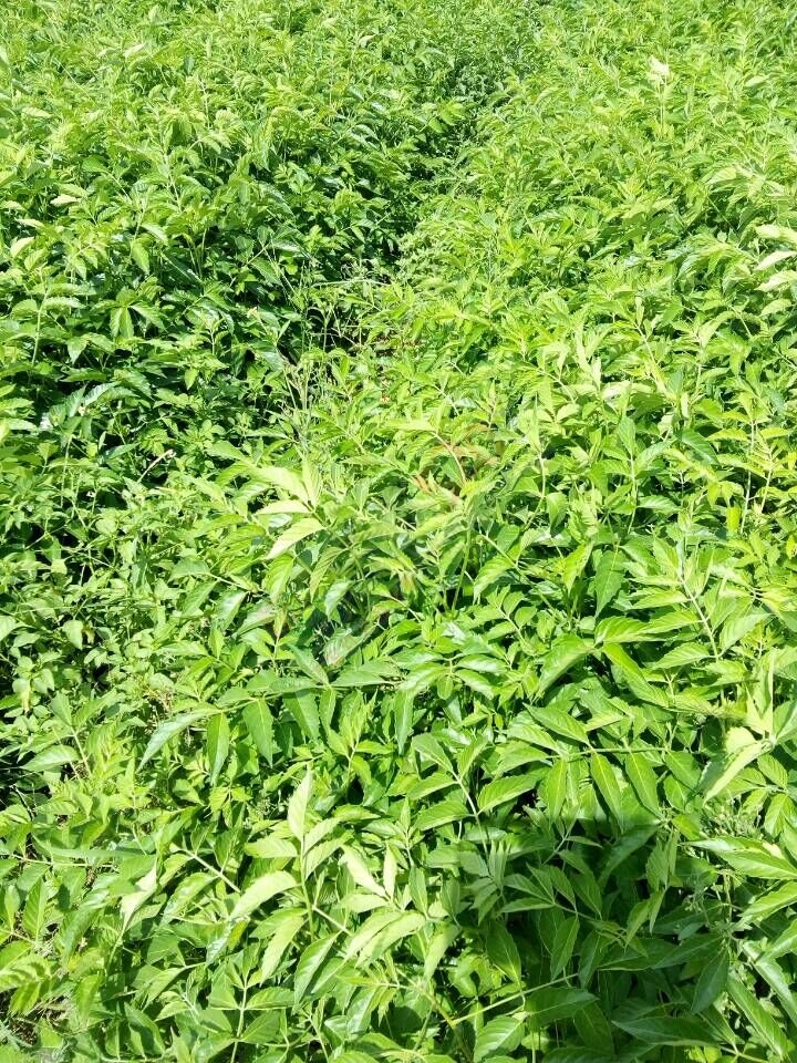 销售鸦胆子苗 杯苗一元一颗734 / 作者:销售鸦胆子苗 / 帖子ID:119905