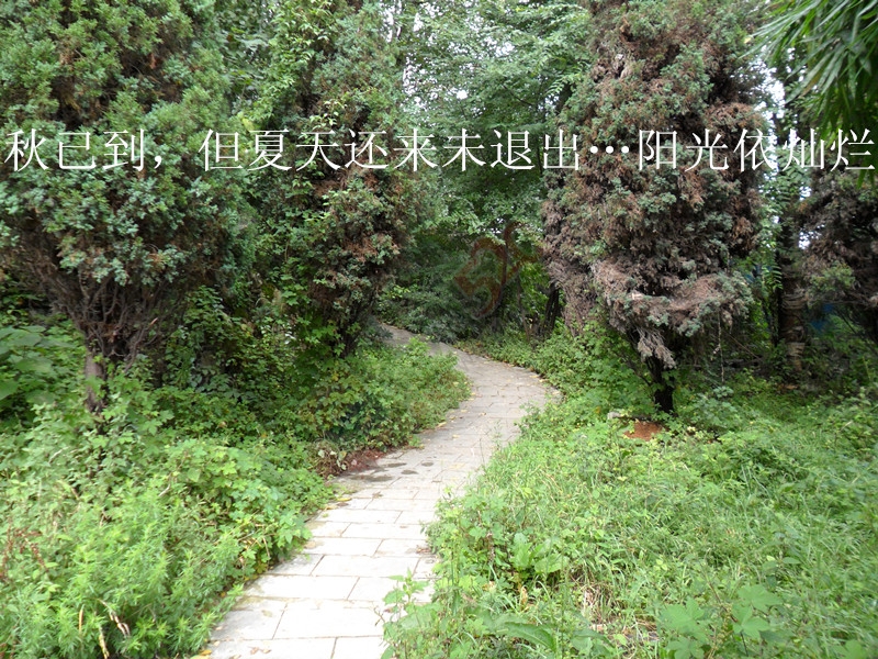 站在季节的路口，秋…就这样不约而至…261 / 作者:建筑19551213 / 帖子ID:120116