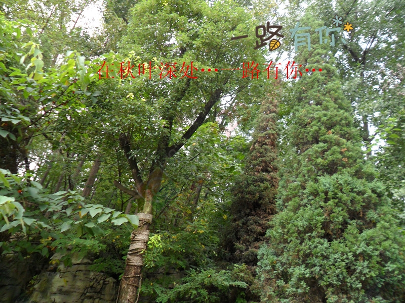 站在季节的路口，秋…就这样不约而至…410 / 作者:建筑19551213 / 帖子ID:120116
