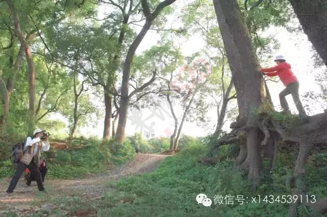 恭城有个“广西第一古樟林”899 / 作者:古建灵韵 / 帖子ID:120163