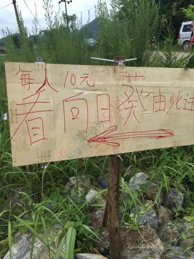 想去邓扒看向日葵的告诉你们一个好消息195 / 作者:康小新 / 帖子ID:120180