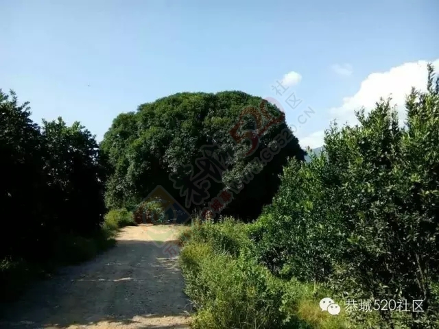 你知道吗?恭城还有一处神奇美丽的地方：原生态猫鼻山风景区206 / 作者:社区小编 / 帖子ID:120631
