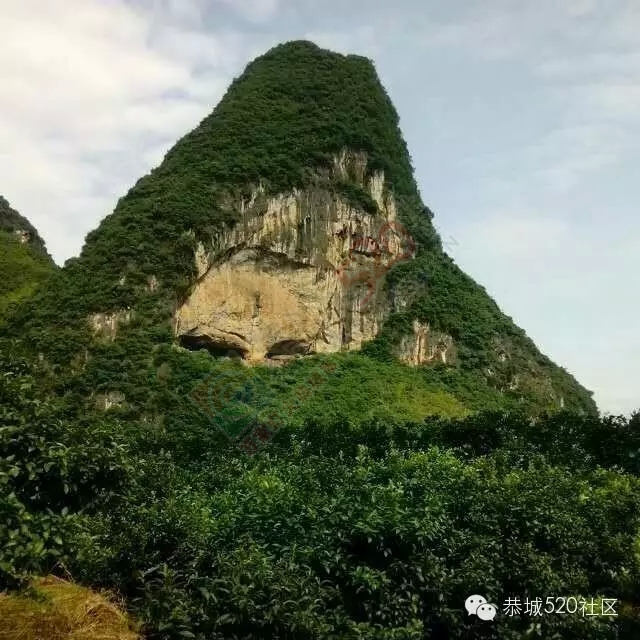 你知道吗?恭城还有一处神奇美丽的地方：原生态猫鼻山风景区767 / 作者:社区小编 / 帖子ID:120631