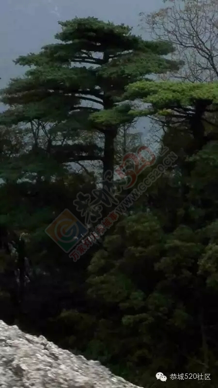 你知道吗?恭城还有一处神奇美丽的地方：原生态猫鼻山风景区281 / 作者:社区小编 / 帖子ID:120631