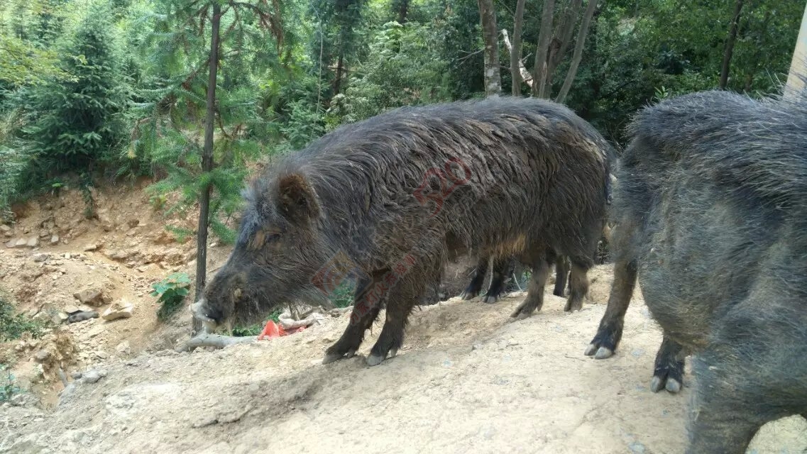 中秋特供藏香猪，买就送！120 / 作者:藏香猪养殖 / 帖子ID:120872