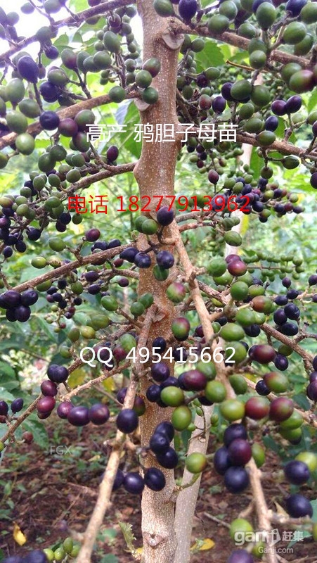 鸦胆子苗 杯苗 母苗 种子525 / 作者:销售鸦胆子苗 / 帖子ID:121003