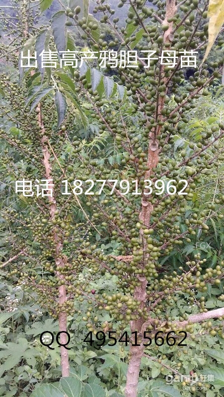 鸦胆子苗 杯苗 母苗 种子978 / 作者:销售鸦胆子苗 / 帖子ID:121003