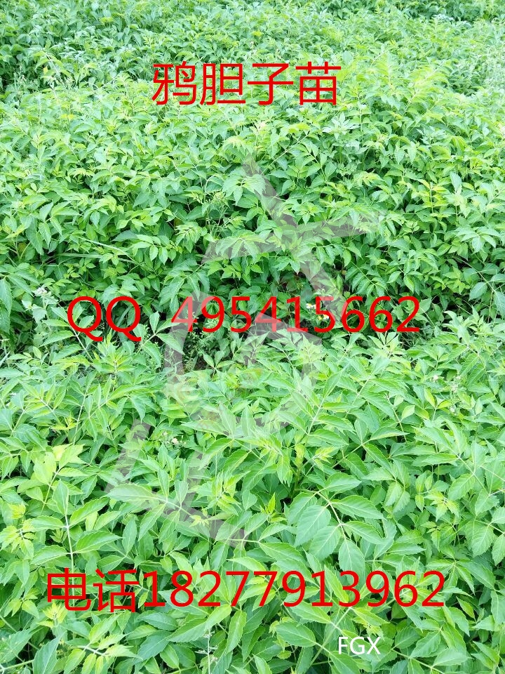 鸦胆子苗 杯苗 母苗 种子878 / 作者:销售鸦胆子苗 / 帖子ID:121003