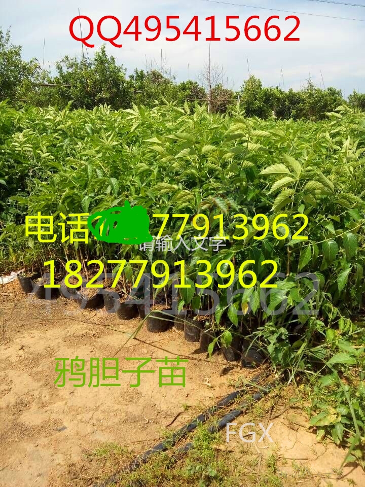 鸦胆子苗 杯苗 母苗 种子529 / 作者:销售鸦胆子苗 / 帖子ID:121003