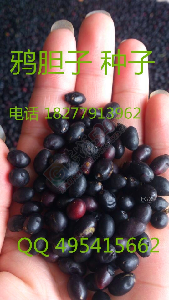 鸦胆子苗 杯苗 母苗 种子408 / 作者:销售鸦胆子苗 / 帖子ID:121003