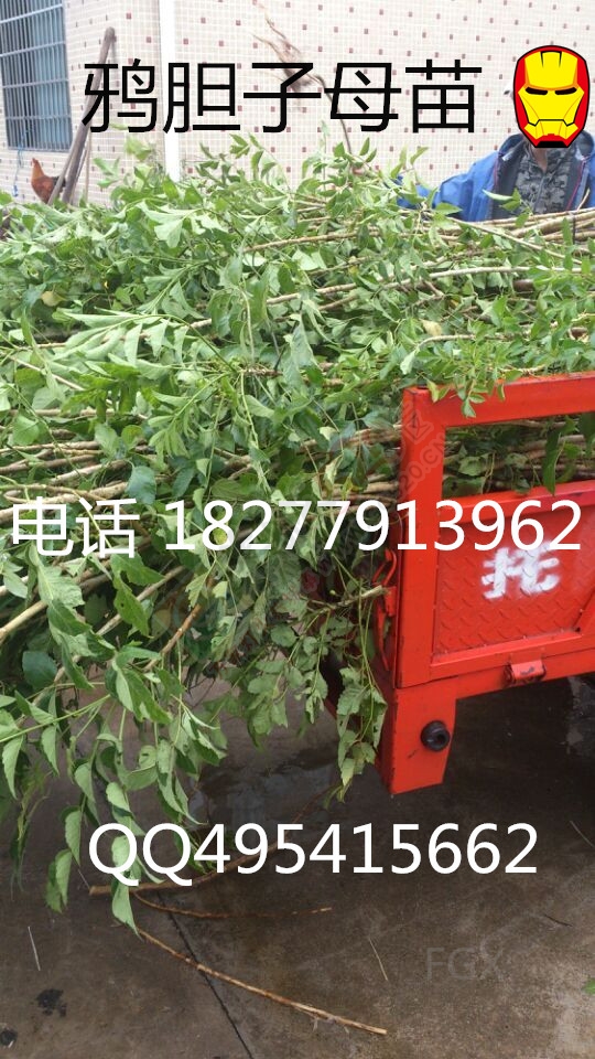 鸦胆子苗 杯苗 母苗 种子308 / 作者:销售鸦胆子苗 / 帖子ID:121003