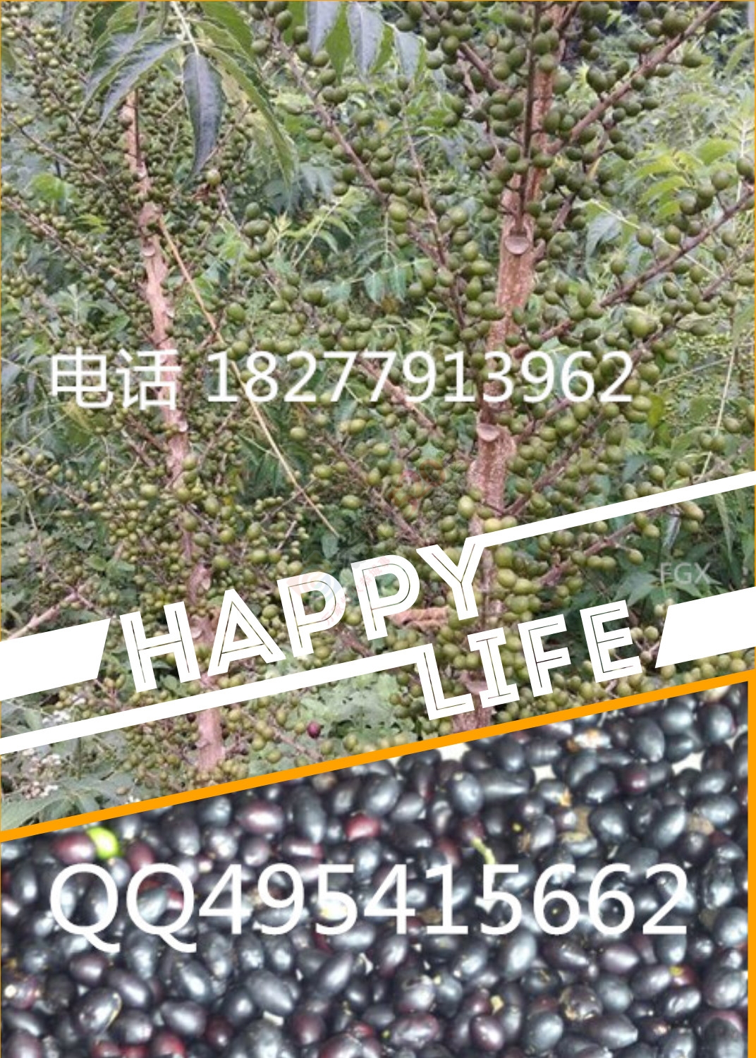 鸦胆子苗 杯苗 母苗 种子596 / 作者:销售鸦胆子苗 / 帖子ID:121003