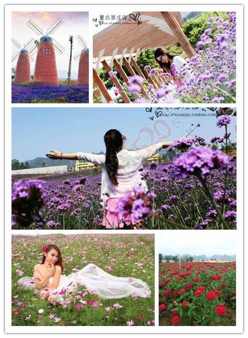看花、看雪、看美女120 / 作者:gongcheng0778 / 帖子ID:121223
