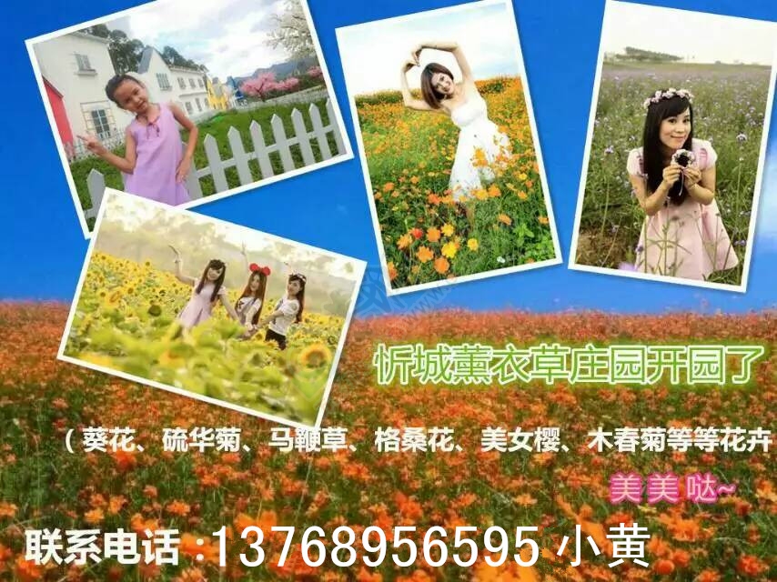 带你浪漫带你飞！遍地都是金黄色，美美哒~~371 / 作者:gongcheng0778 / 帖子ID:127590