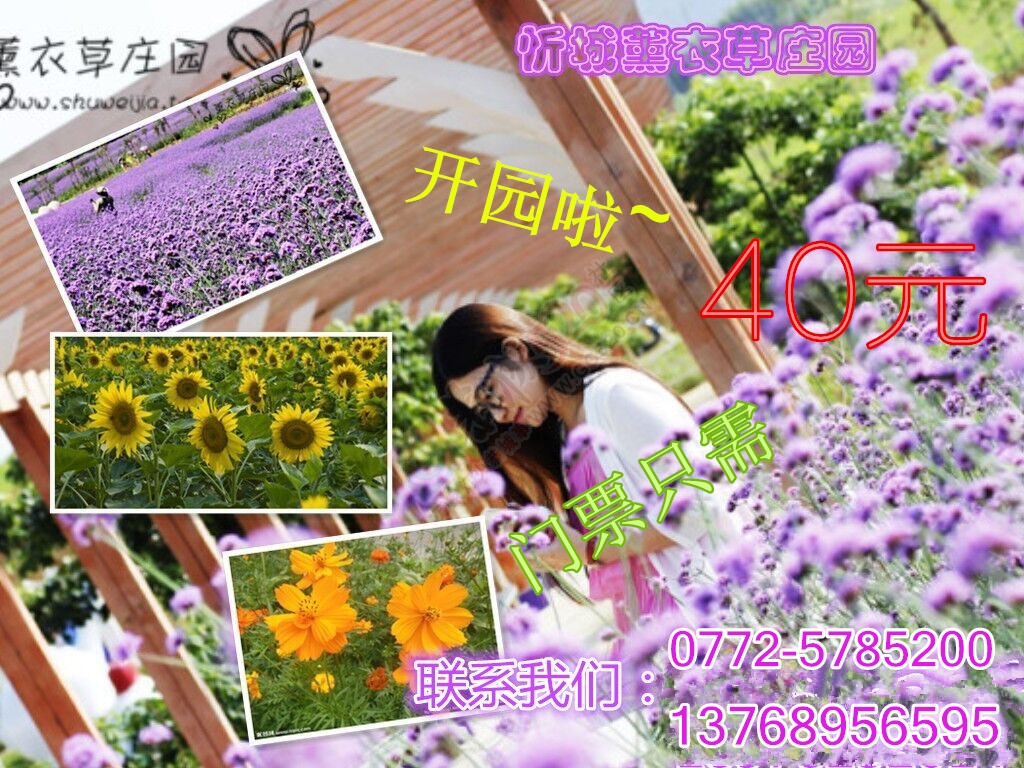 带你浪漫带你飞！遍地都是金黄色，美美哒~~291 / 作者:gongcheng0778 / 帖子ID:127590