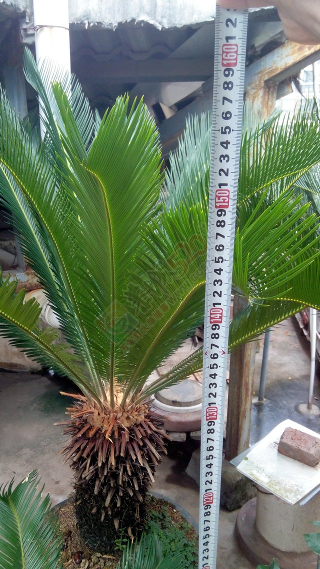 两棵94年超大铁树便宜出售180 / 作者:andy暴风 / 帖子ID:127606