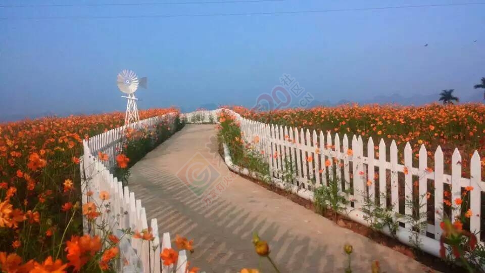 阳光下的花海，美美哒~大叔也忍不住啦627 / 作者:gongcheng0778 / 帖子ID:127824