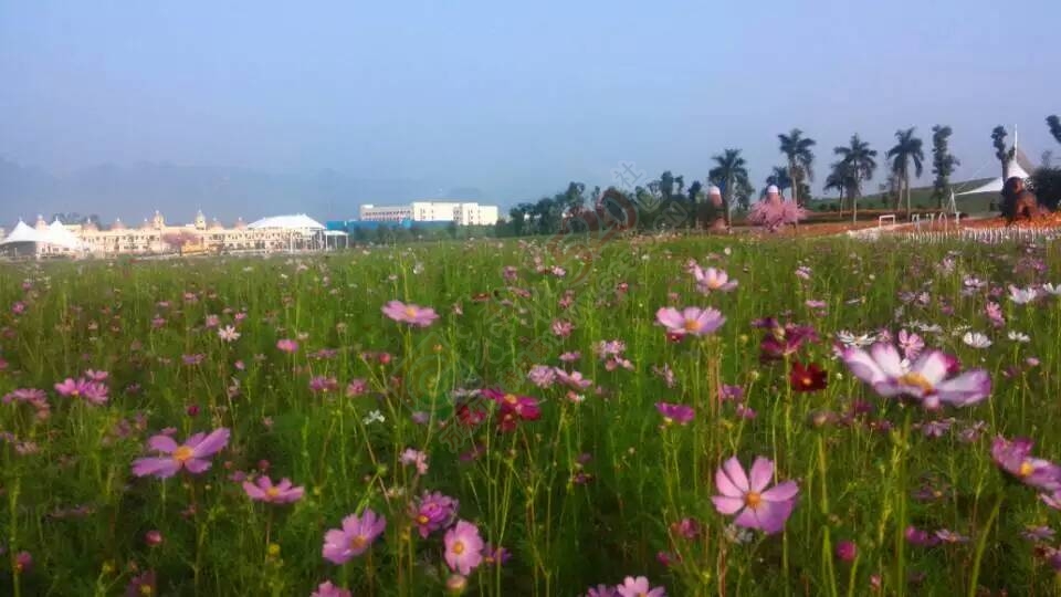 阳光下的花海，美美哒~大叔也忍不住啦182 / 作者:gongcheng0778 / 帖子ID:127824