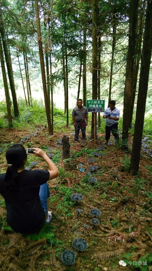 恭城：因地制宜 种植灵芝 促农增收857 / 作者:风油精 / 帖子ID:127993