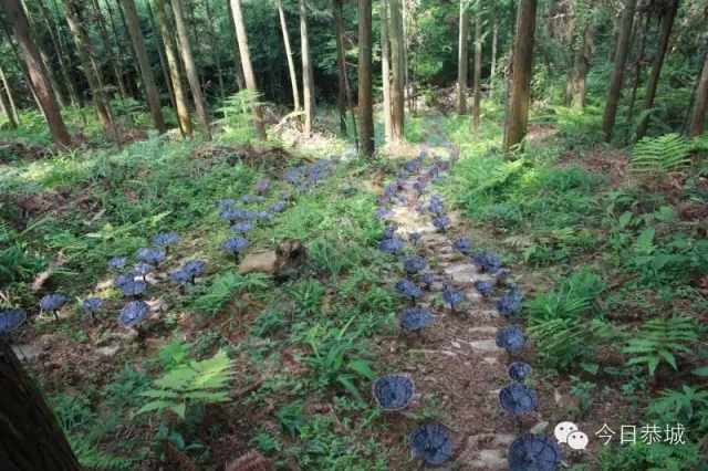 恭城：因地制宜 种植灵芝 促农增收444 / 作者:风油精 / 帖子ID:127993