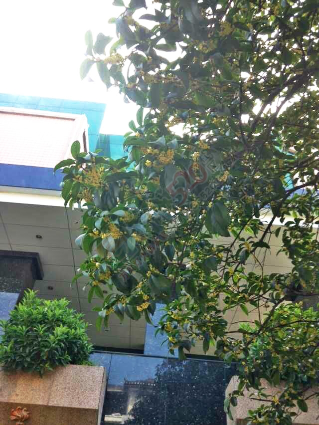 恭城的桂花又开了，人名会堂前的两棵大桂花好香啊！661 / 作者:桂花糕 / 帖子ID:128250