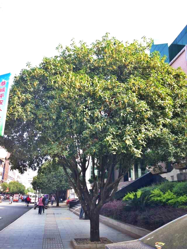 恭城的桂花又开了，人名会堂前的两棵大桂花好香啊！103 / 作者:桂花糕 / 帖子ID:128250