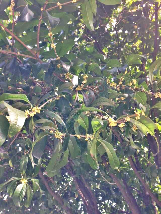 恭城的桂花又开了，人名会堂前的两棵大桂花好香啊！632 / 作者:桂花糕 / 帖子ID:128250