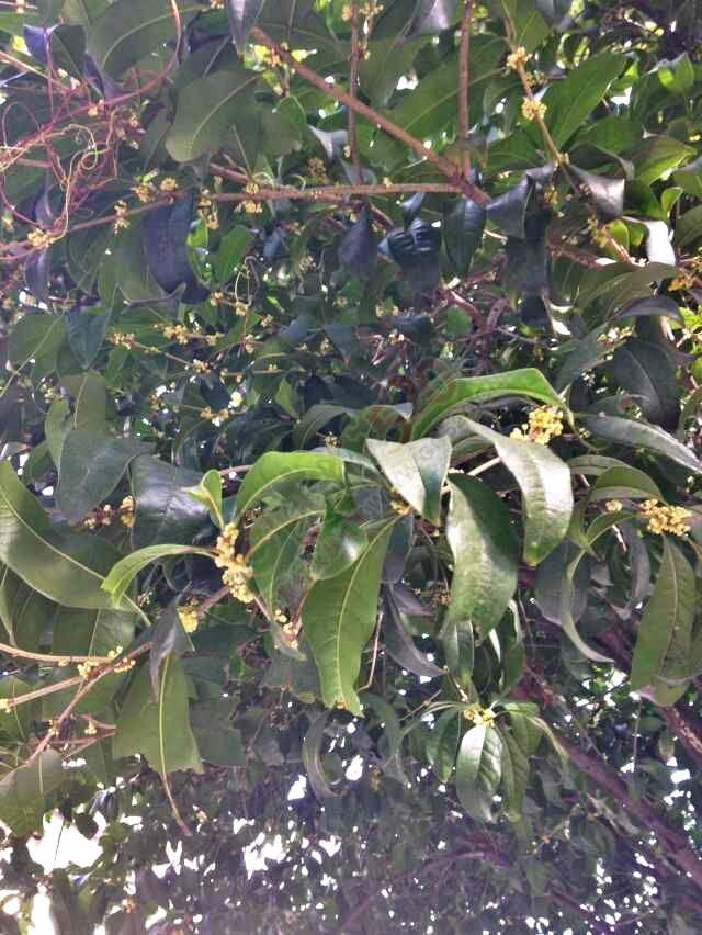 恭城的桂花又开了，人名会堂前的两棵大桂花好香啊！138 / 作者:桂花糕 / 帖子ID:128250