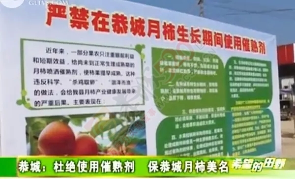 杜绝使用催熟剂 保恭城月柿美名761 / 作者:古建灵韵 / 帖子ID:128258
