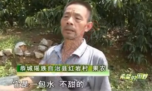 杜绝使用催熟剂 保恭城月柿美名555 / 作者:古建灵韵 / 帖子ID:128258