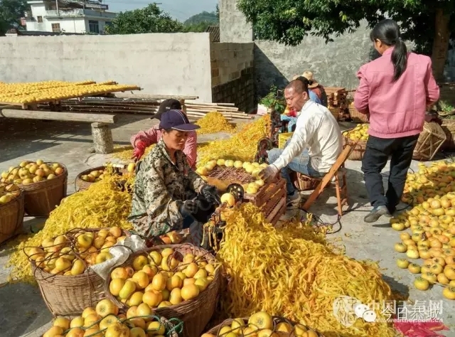 秋高气爽 恭城加工柿饼最忙时56 / 作者:风油精 / 帖子ID:128278
