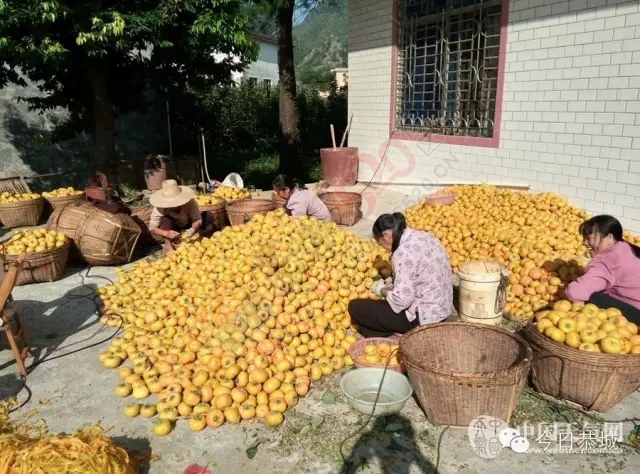 秋高气爽 恭城加工柿饼最忙时647 / 作者:风油精 / 帖子ID:128278