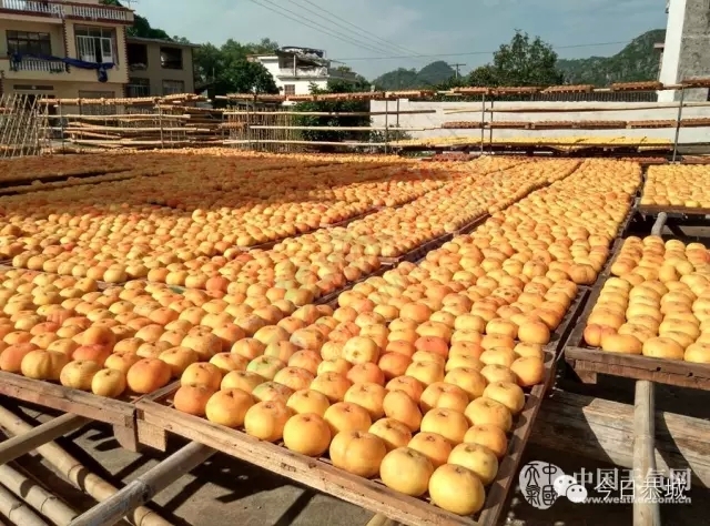 秋高气爽 恭城加工柿饼最忙时671 / 作者:风油精 / 帖子ID:128278
