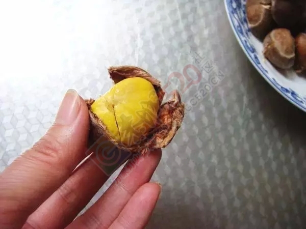 吃货们注意啦！街头热卖的开口糖炒栗子可能有猫腻！487 / 作者:太天真 / 帖子ID:128379