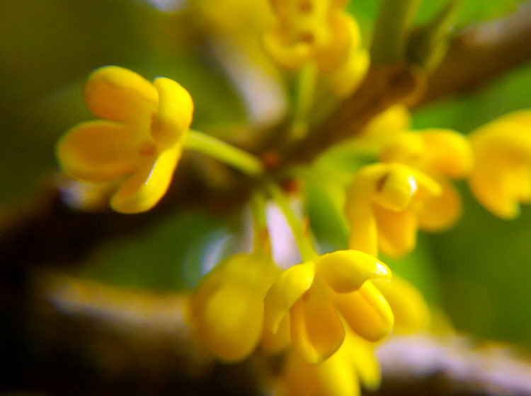 桂花718 / 作者:桂花糕 / 帖子ID:128393