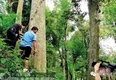 恭城农民误盗国家珍稀楠木 获刑三年六个月罚两万706 / 作者:和平街林广 / 帖子ID:128401