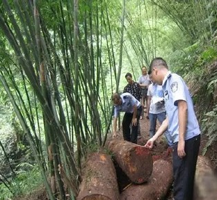 恭城农民误盗国家珍稀楠木 获刑三年六个月罚两万473 / 作者:thkfh / 帖子ID:128401