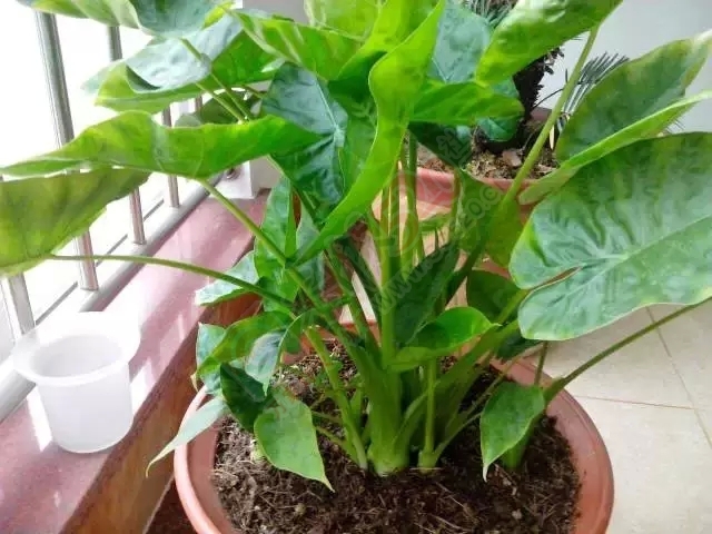 男孩舔了一口，抢救8小时才抢救了回来，大家要注意了942 / 作者:猫就该说喵 / 帖子ID:128443
