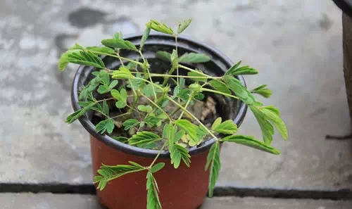 男孩舔了一口，抢救8小时才抢救了回来，大家要注意了263 / 作者:猫就该说喵 / 帖子ID:128443