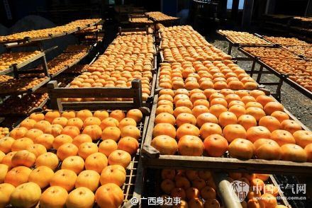 约上小伙伴，带上麻袋，出发摘柿子喽！698 / 作者:桂花糕 / 帖子ID:128552