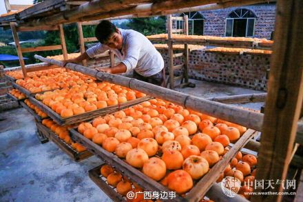 约上小伙伴，带上麻袋，出发摘柿子喽！466 / 作者:桂花糕 / 帖子ID:128552