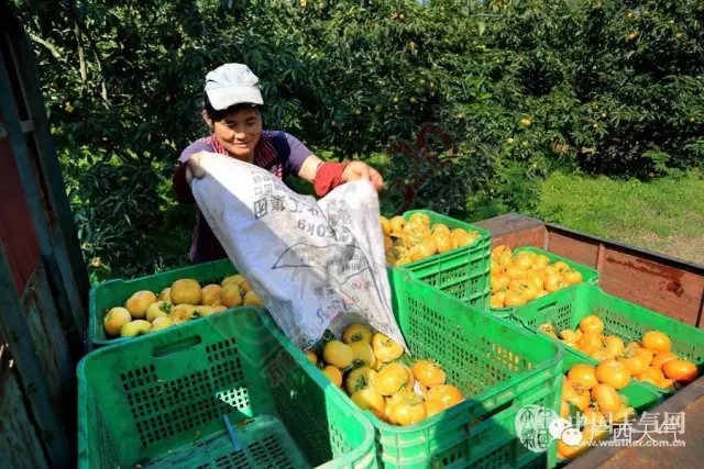 恭城月柿喜获丰收 霜降后柿饼将更甜510 / 作者:风油精 / 帖子ID:128600